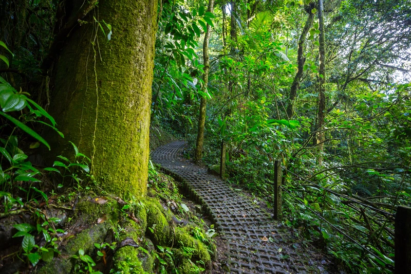 Sinharaja Regenwald Foto 4
